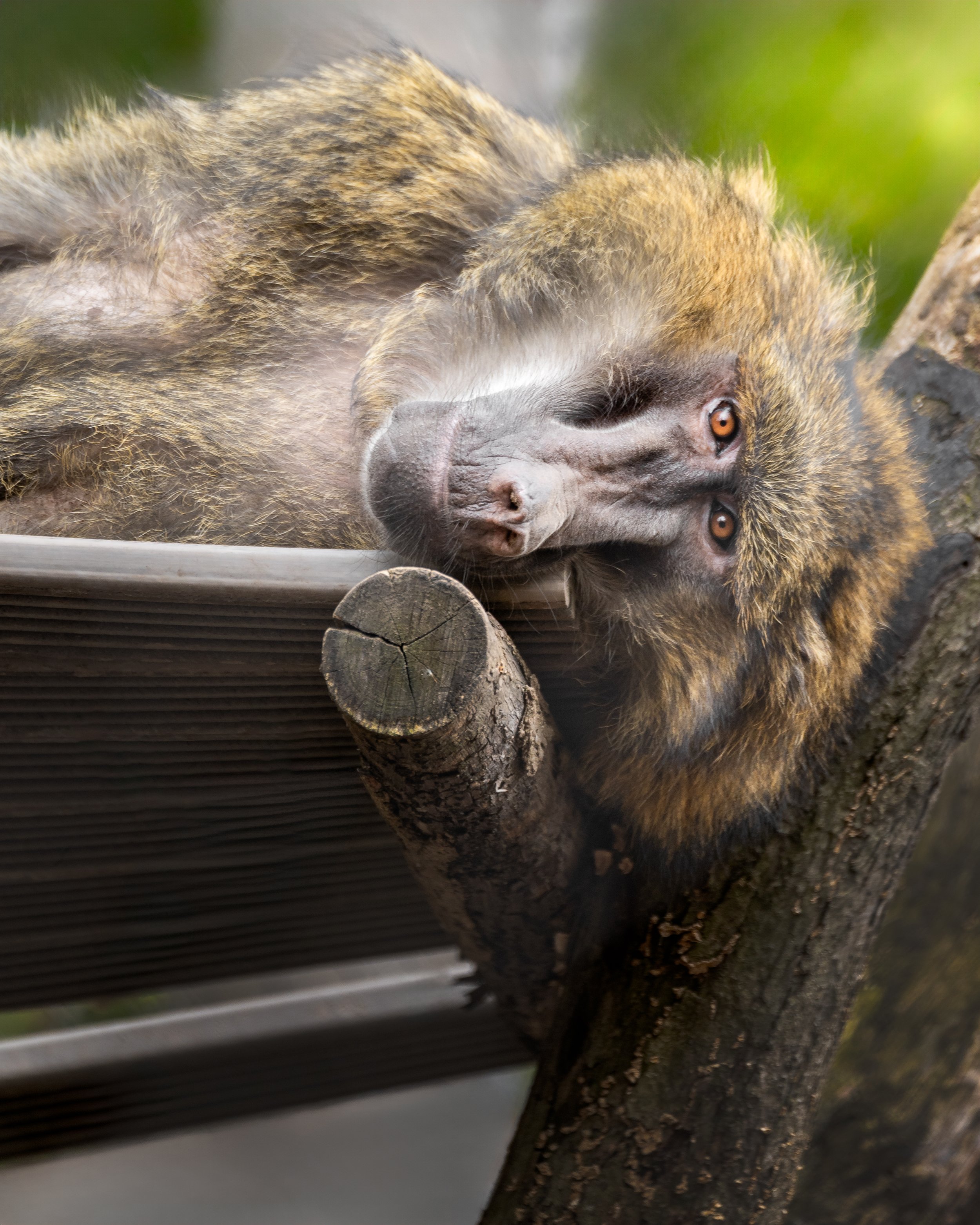 Close-up of a brown and black mandrill monkey lying on a wooden structure, looking at the camera with amber eyes, with green blurred background.
