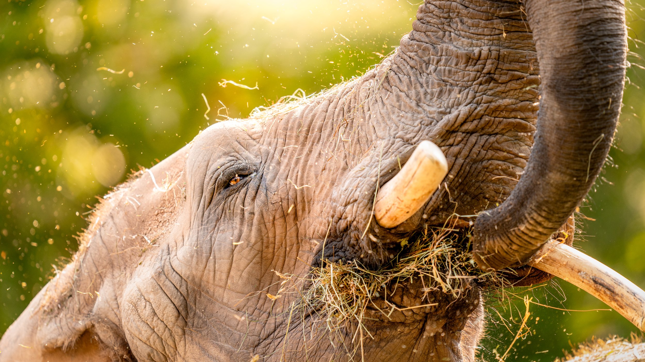 Close-up of an elephant raising its trunk and mouth, with sunlight and dust around it, against a green blurred background at the Seneca Park Zoo