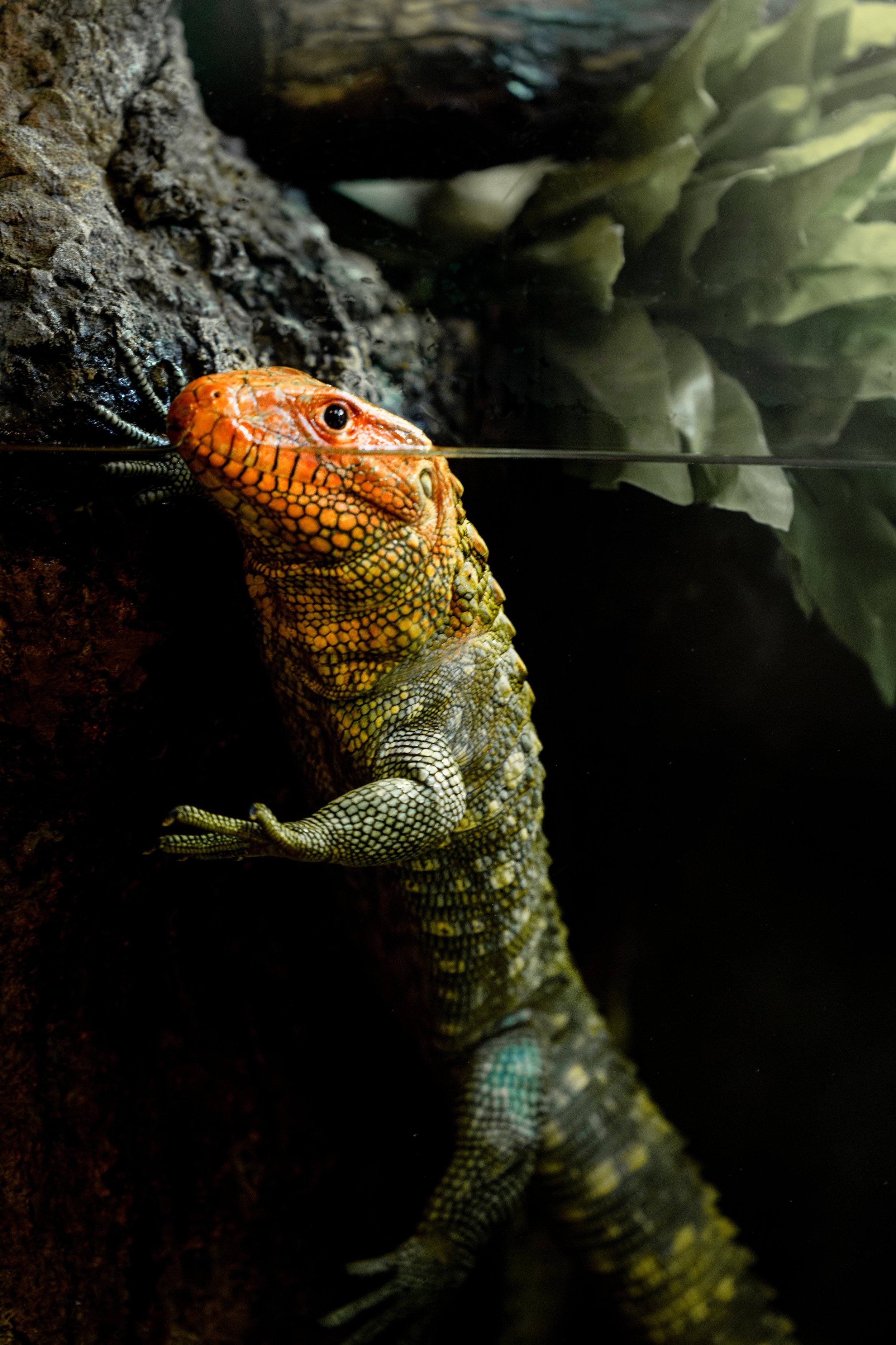 Colorful lizard climbing on a rock, partially submerged in water, with green foliage in the background at the Buffalo Zoo