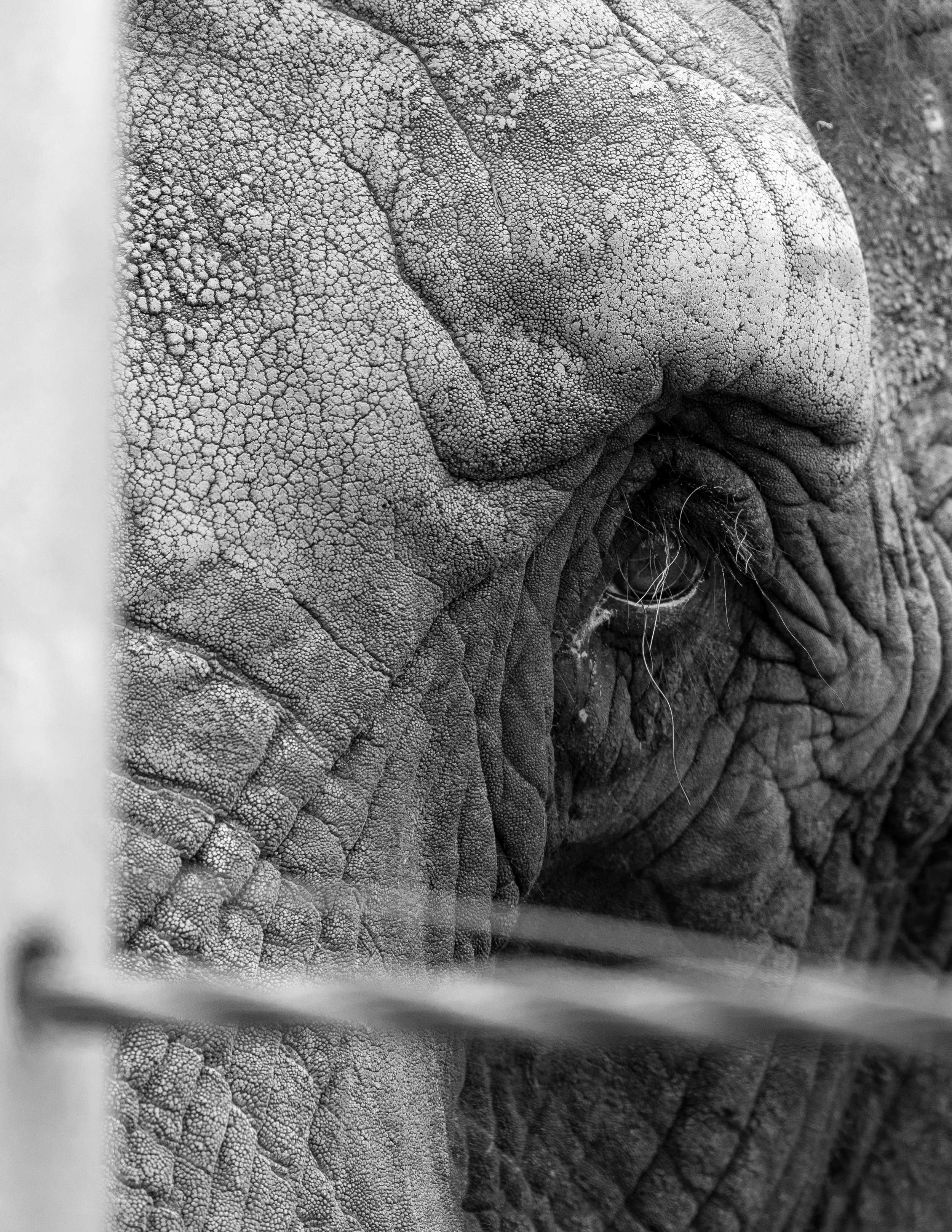 Close-up black and white photo of an elephant's head seen from the side, showing textured skin and part of its eye.