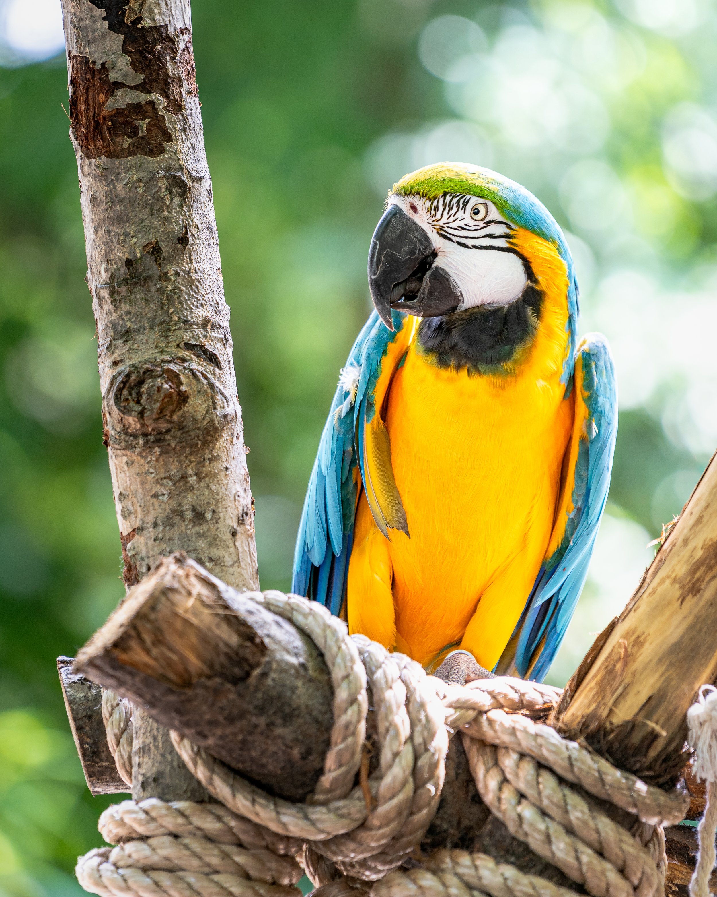 A colorful blue and yellow macaw perched on a tree branch with tangled ropes, with a blurred green leafy background.