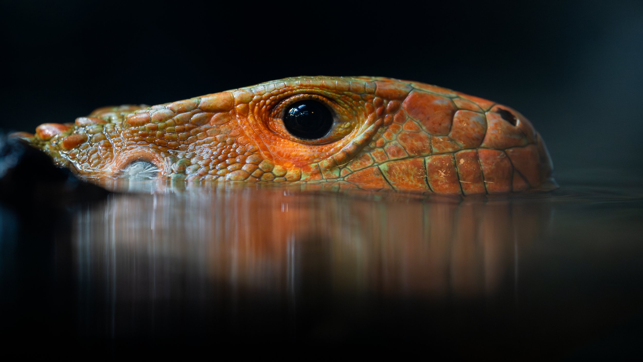 Close-up of an orange and green lizard's head partially submerged in water, showing detailed scales and a black eye.