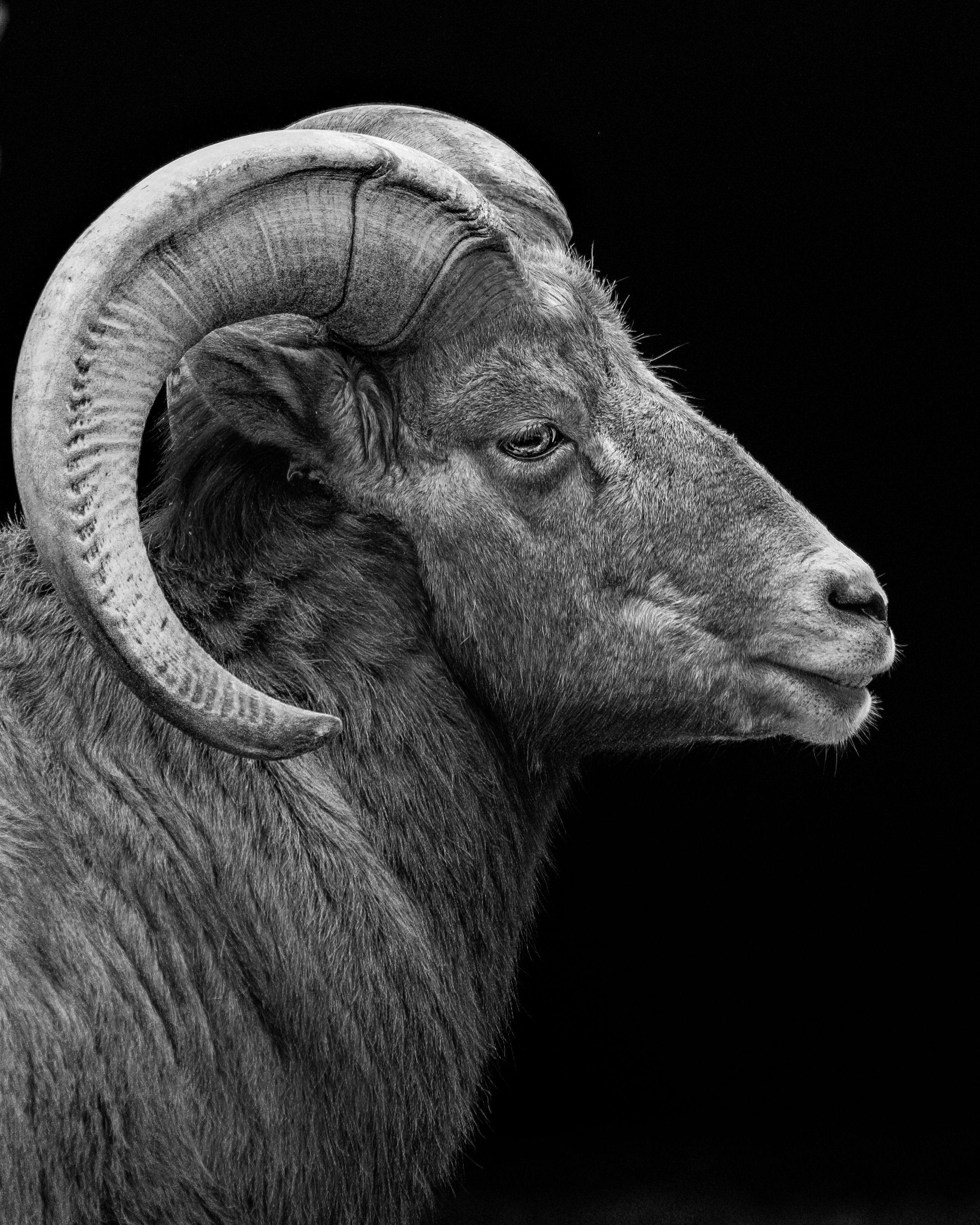Black and white photograph of a ram's head in profile, showcasing large curved horns and textured fur against a dark background.