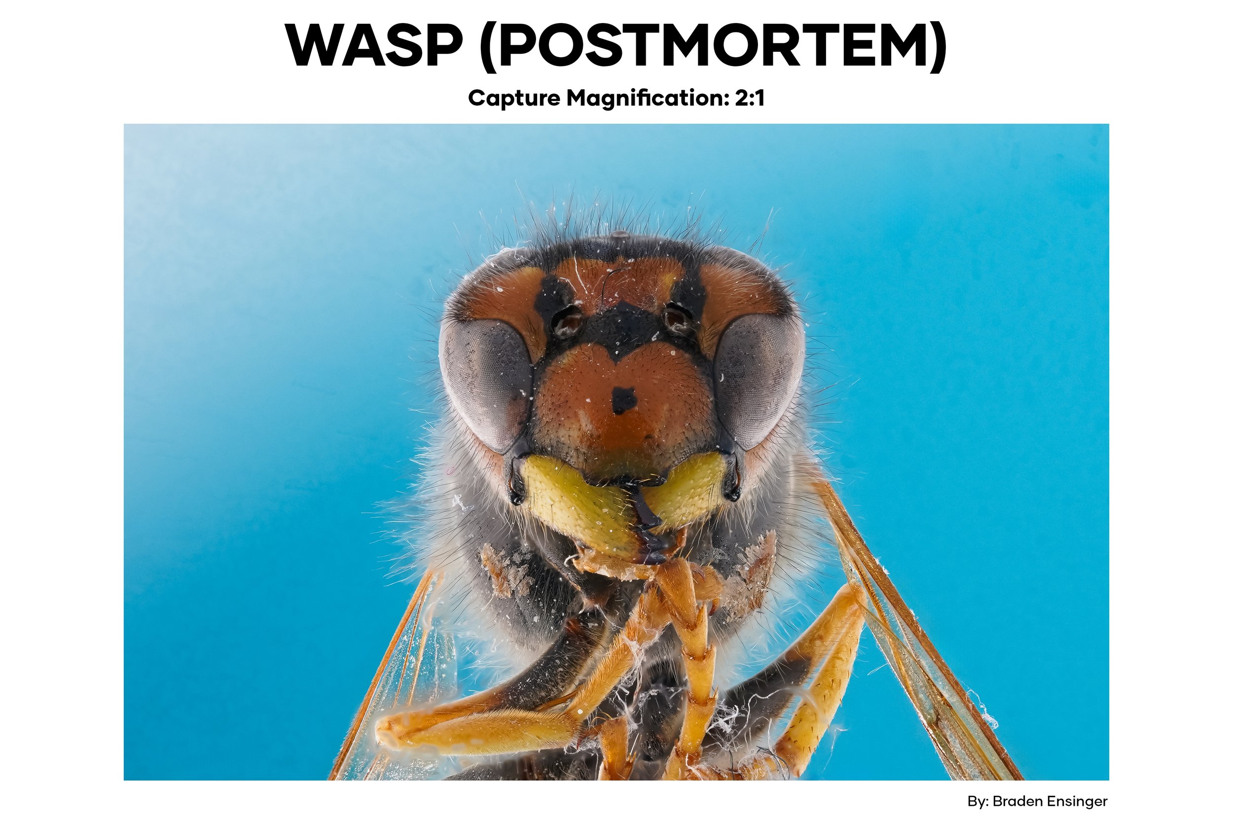 Macro photograph of a wasp's face and upper body, showing detailed eyes, antennae, and mouthparts against a light blue background.