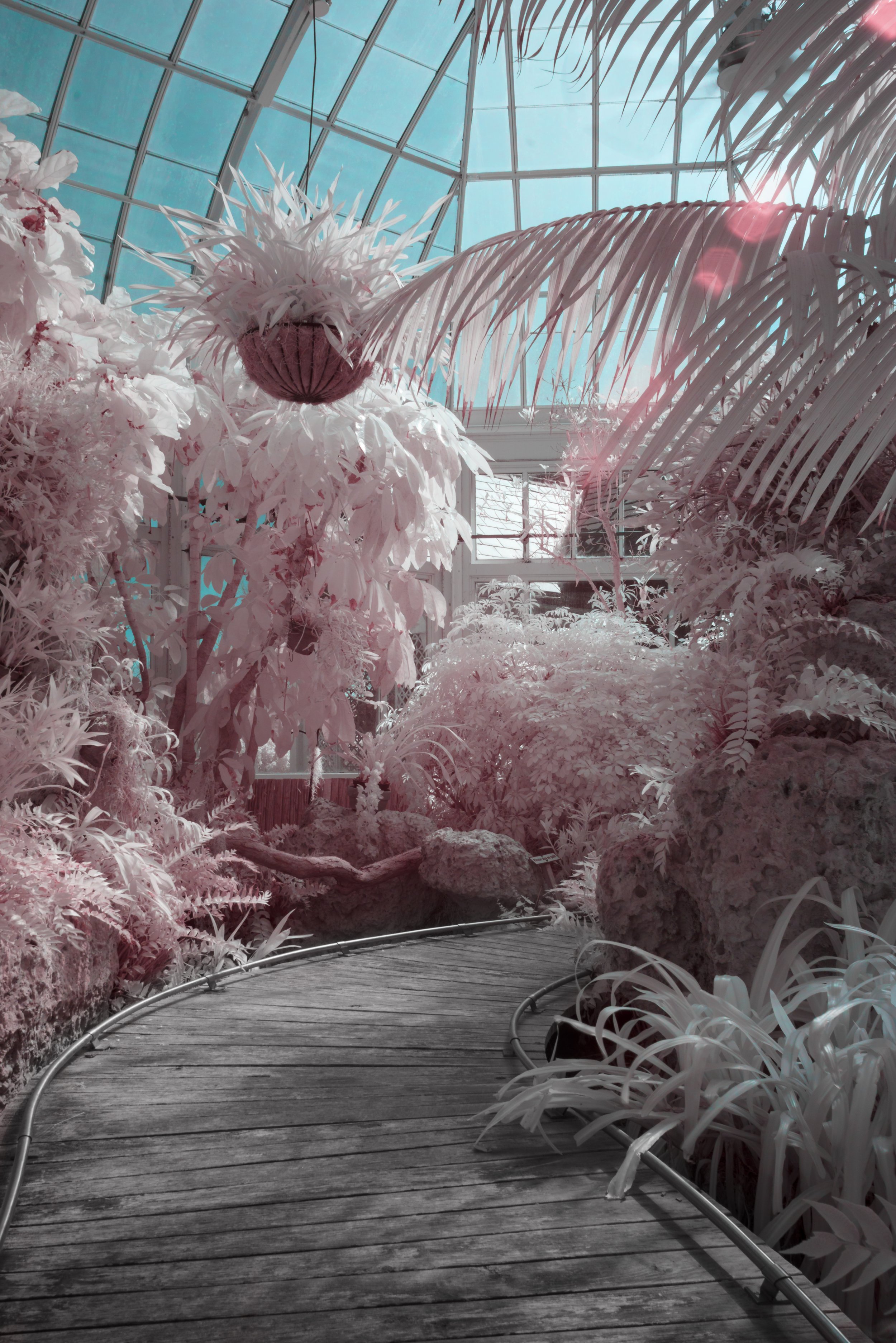 A glass conservatory filled with pink and white tropical plants and foliage, with a curved wooden walkway and metal edging, and a blue sky visible through the glass ceiling, taken in the Infrared spectrum